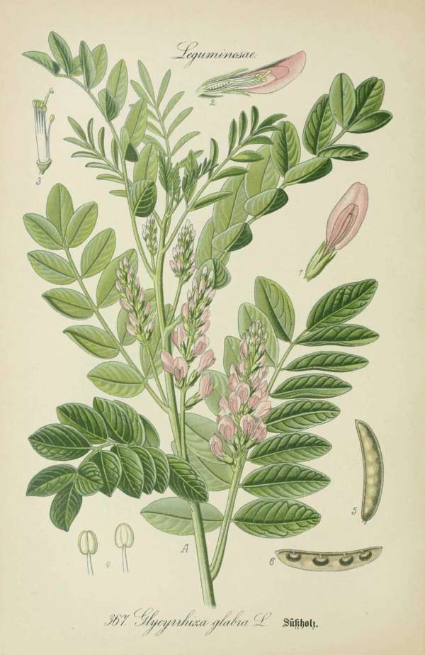 Zöldségek, ehető növények, haszonnövények – 8 – Édesgyökér Dr. Thomé  Botanika